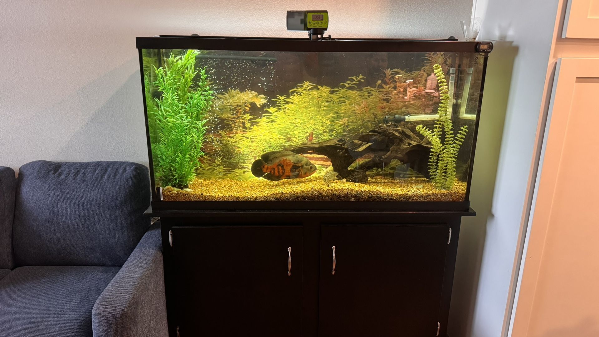 π Turn-Key 65-Gallon Aquarium Setup β Everything Included! π πΏ