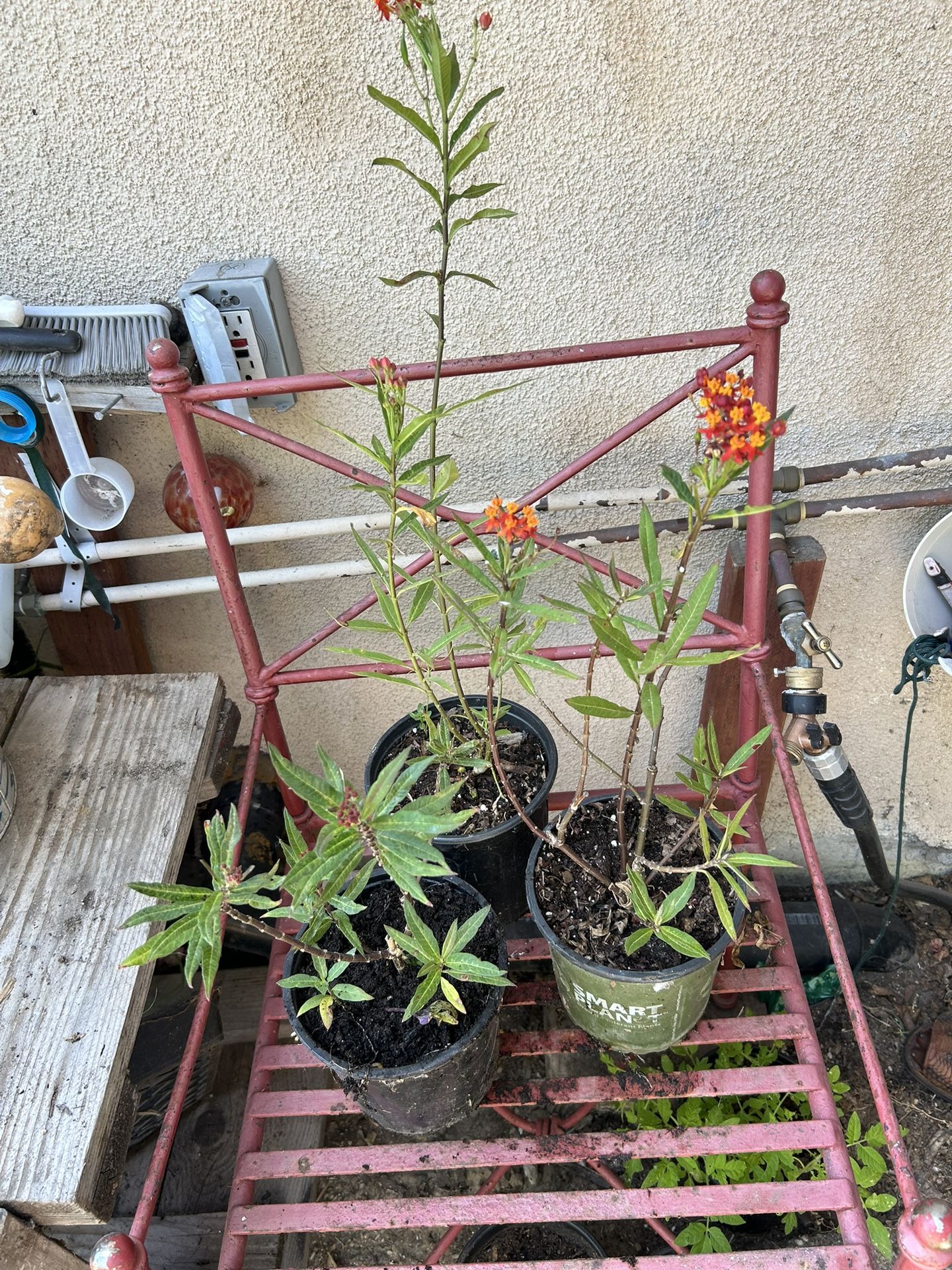 Red Milkweed Plants 🪴 Butterflies 🦋