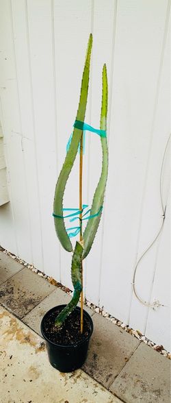 nicely rooted 4ft Red Leonardo Dragon fruit plant (from Oceanside Dragon Fruit)
