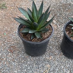 Agave Blue Glow