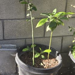 Orange And Avocado Tree