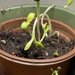 Sunflower Seedlings Available!