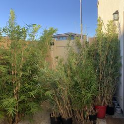 Bamboo Plants