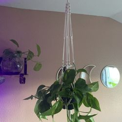 Hanging Indoor plants 🪴 