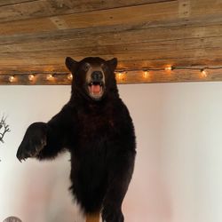 BEAR SHOLDER MOUNT