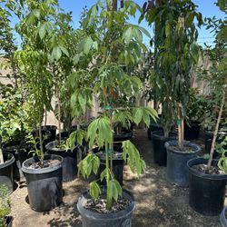 Sapote Arbol / Sapote Fruit Tree 