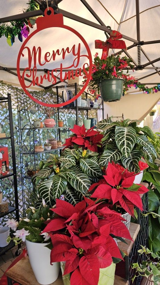 HOLIDAY GIFTS π LIVE PLANTS π Dirt Decorations