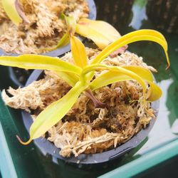 Nepenthes Carnivorous Plant