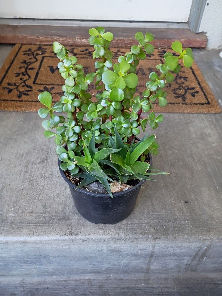 Succulents