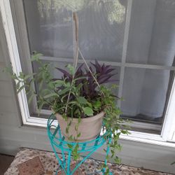 Hanging Mix Plants