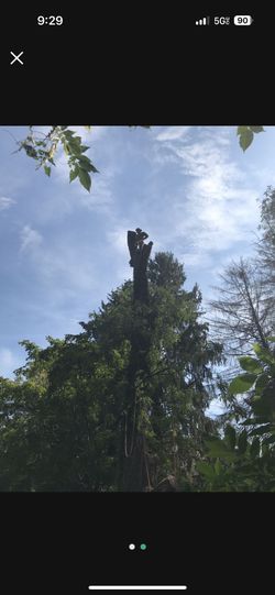 Se Cortan Árboles Buen  Precio 