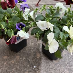 Each $5 multiple available