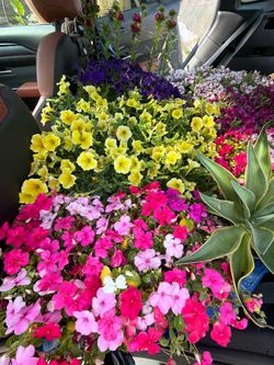 Flower Flats for sale