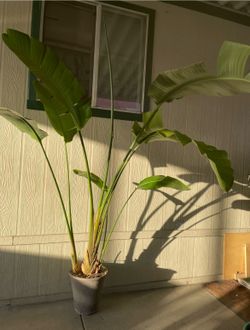 Paradise bird planta $$45
