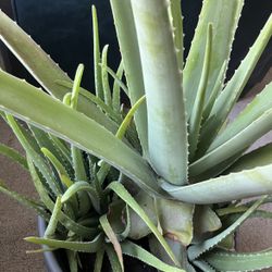 Live /Large Aloe Vera Plant