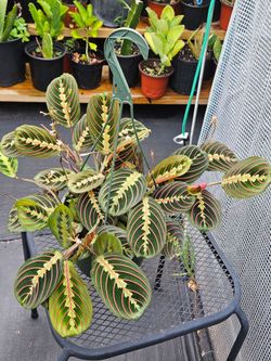 Red Prayer plant