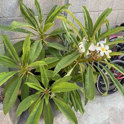 Plants
