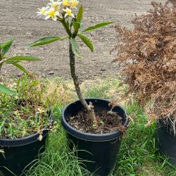 Plumeria Alba