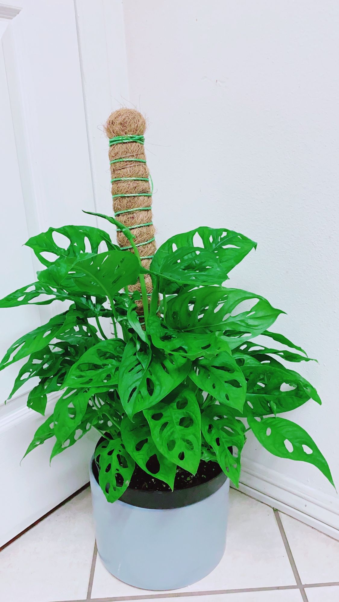 Very Full And Healthy Swiss Cheese Monstera Pothos Plants - 8 Nursery  Container - Indoor Plant ( CERAMIC pot NOT including )