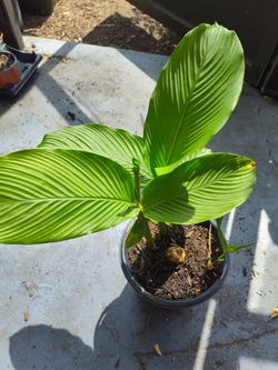 Topi Tambo Trinidad,Leren, Cu lun, Guinea Arrow Root Plants