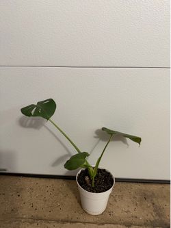 Baby monstera plant