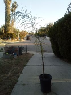 Queen Palm Tree 🌴 Fast Growing • Tropical Landscape Tree
Palma Reina 🌴 Crecimiento Rápido • Estilo