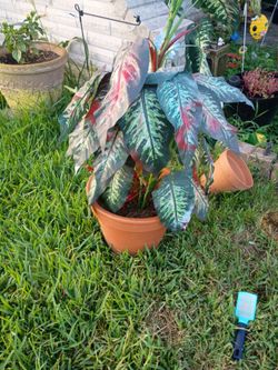 Game.plant originally terrocotra pot