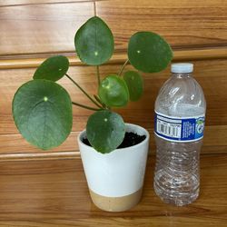 Beautiful Pilea Plant With Pot