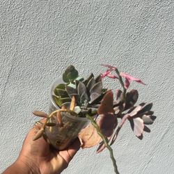 Succulent Mix Live Plant