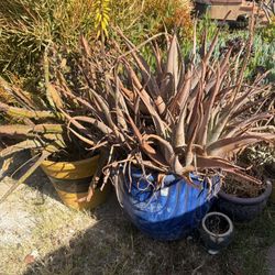 Big Plants 