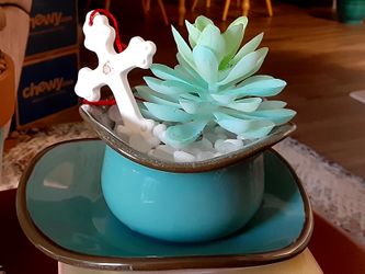 Pretty succulent garden