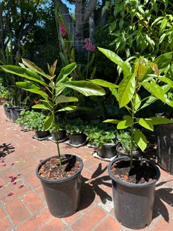 Avocado tree