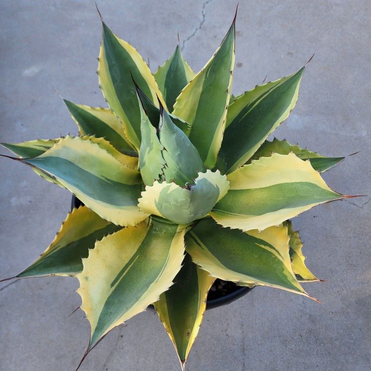 Agave Orca - Starter Plants