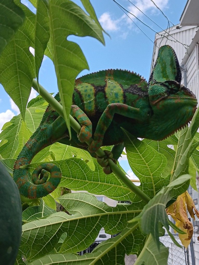 Reptile Enclosure Chameleon Plants For Cages