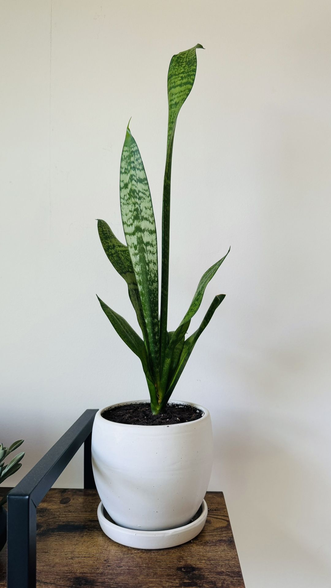 Plant (Sandevieria) 