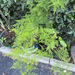 Air Fern In A Pot 