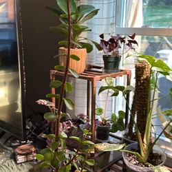 Jade Succulent (Elephant Bush) – Easy Care Houseplant