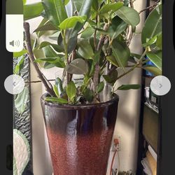 India Plant Ceramic Plants 