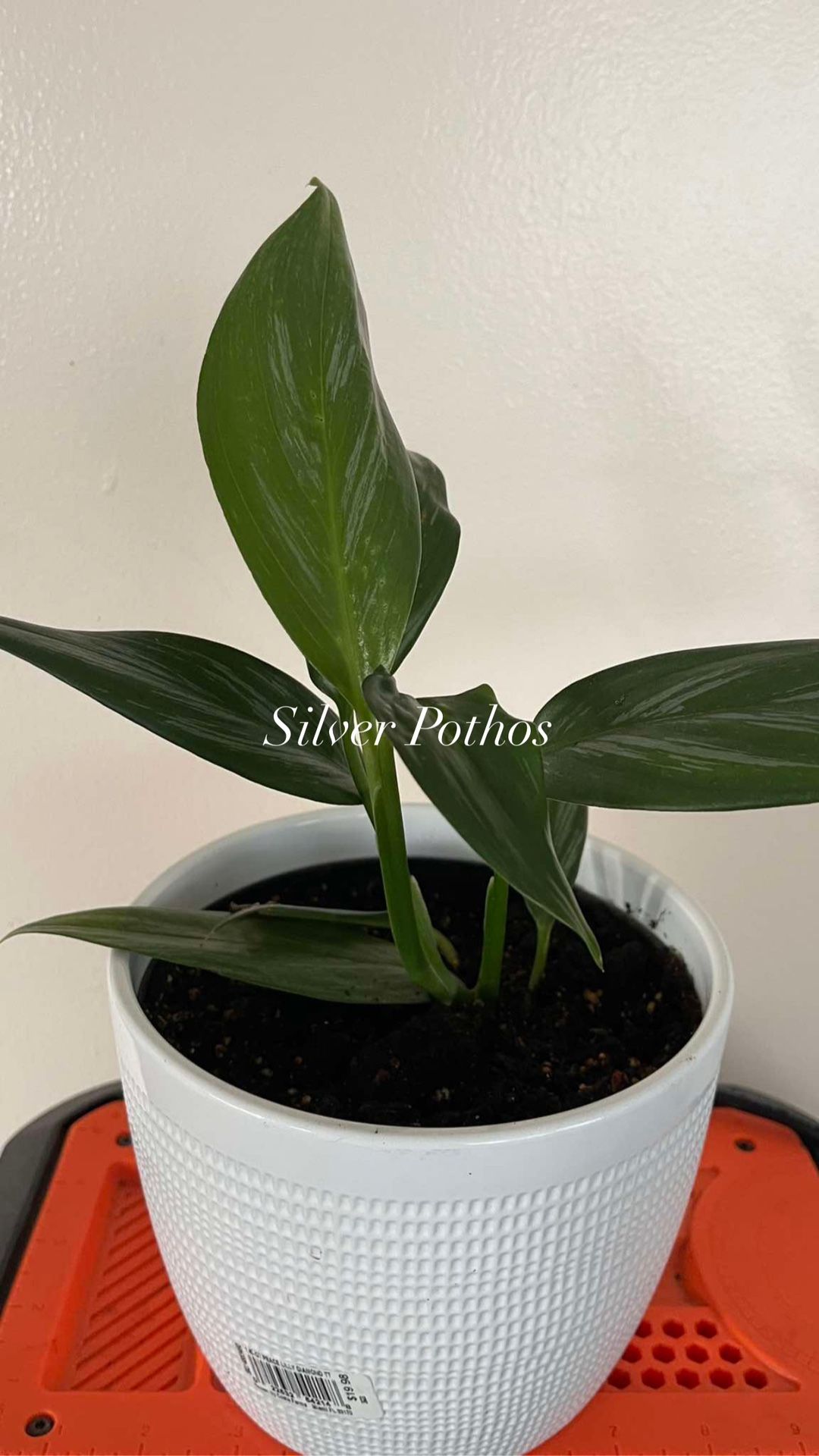 Silver Pothos