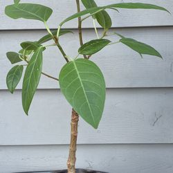 Bonsai Tree  What The Old Pot