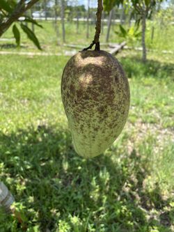 Mangoes , Julie, Valencia Pride Trees For Sale 