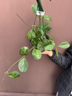 6” hoya obovata splash