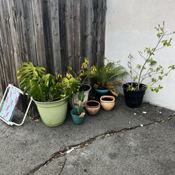 Free Tropical Plants/ Pots - Pick Up Now