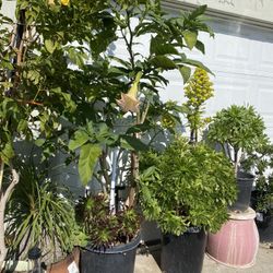 Plant For Sale