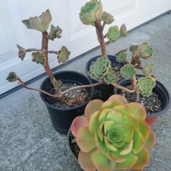 buy 2 pots get 1 pot free❤Frabulous  Different  kinds aeonium  Old matured succulent