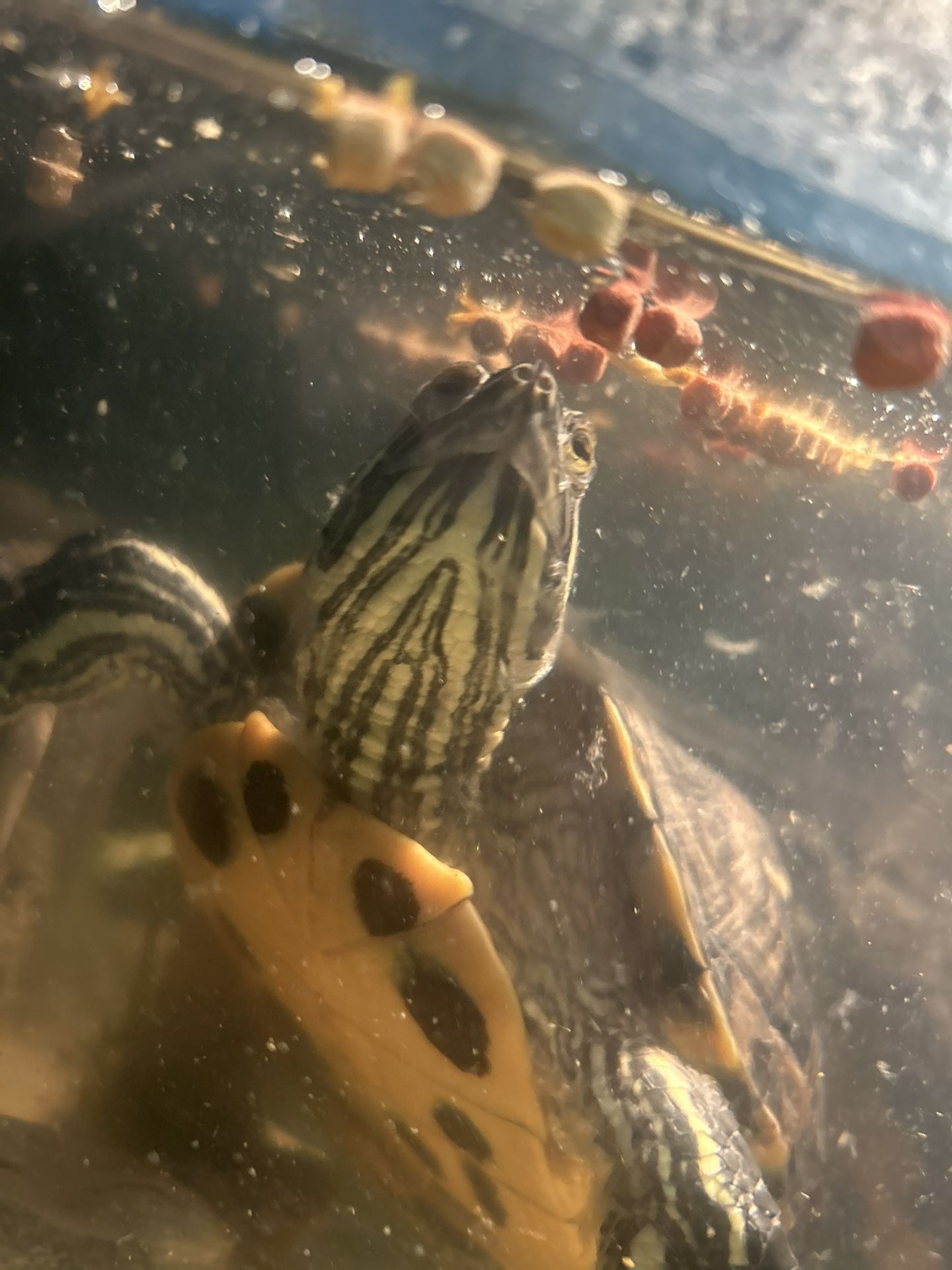 100 GALLON TANK FOR SALE