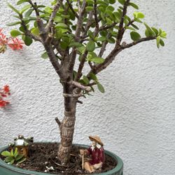 Bonsai