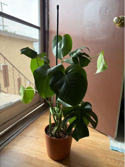 Monstera Deliciosa
