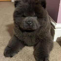 Chow Chow