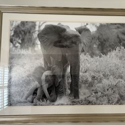 Elephant Photo Artwork